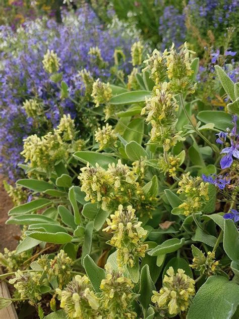 Every 3 or 4 years divide the plant in early spring, just as the new growth begins. PlantFiles Pictures: Stachys Species, Yellow-Flowered ...