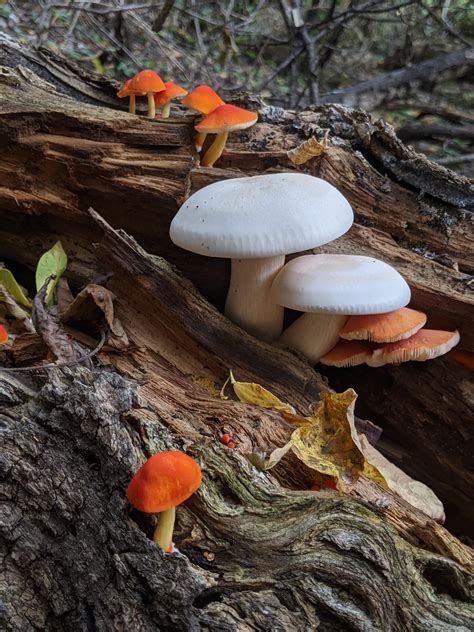 Fall Mushrooms Mushrooms