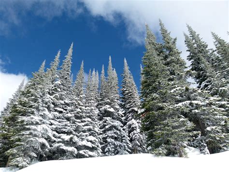Winter Pine Forest In British Columbia Canada Image Free Stock Photo