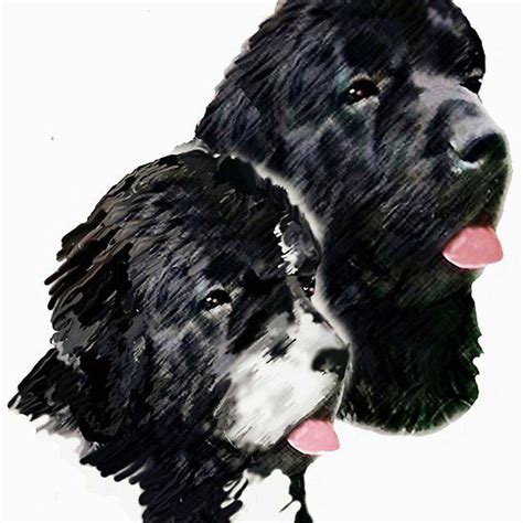 Newfoundland Painting Dog Paintings Newfoundland Dog Pet Dogs