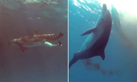 Underwater Video Shows A Dolphin Giving Birth Before Taking Her Calf To