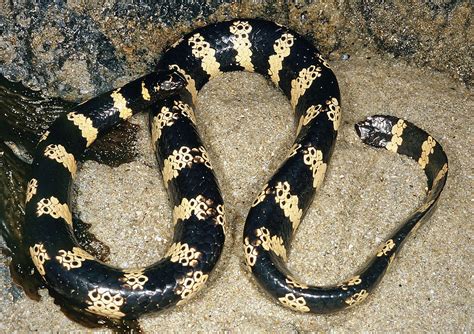 Scientists Discover New Species Of Turtle Headed Sea Snake Faculty Of