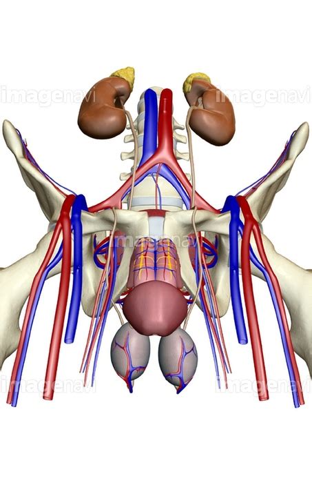 【泌尿器 男性器 骨盤 人体解剖学】の画像素材 15608579 イラスト素材ならイメージナビ