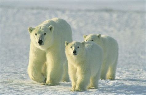 Where Do Polar Bears Live