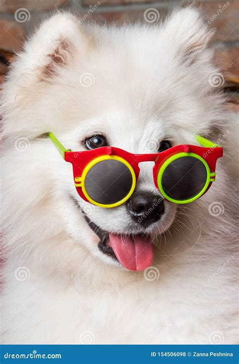 Funny White Samoyed Dog Puppy With Sunglasses Stock Photo Image Of