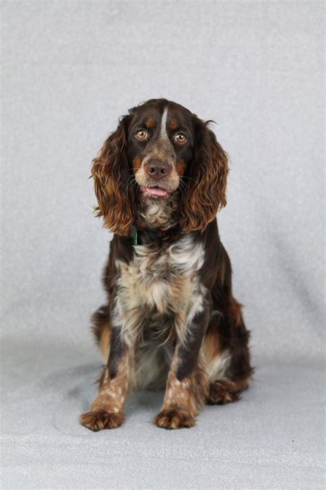 ﻿ ﻿ breed standard for the English Springer Spaniel | English springer spaniel ...