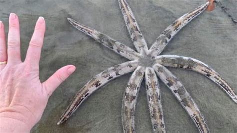 Eight Armed Starfish Found In Mackay Northern Beaches The Courier Mail