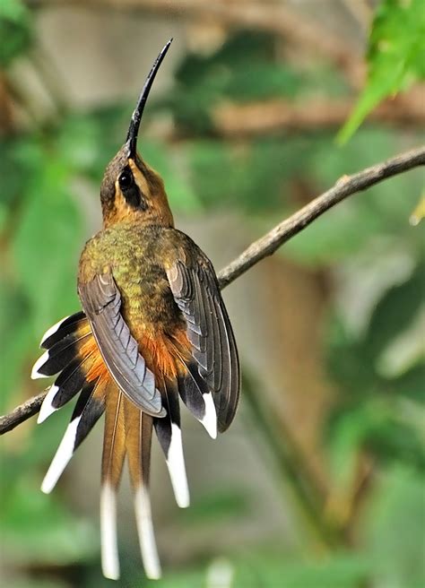 Foto Rabo Branco Acanelado Phaethornis Pretrei Por Celi Aurora Wiki