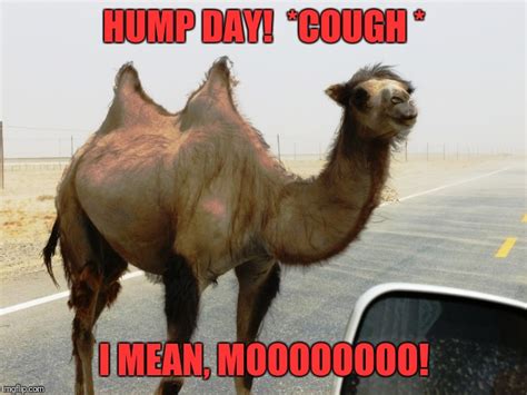 Meme Wallpaper Happy Hump Day Memes And Funny Pictures We Need Fun Vrogue