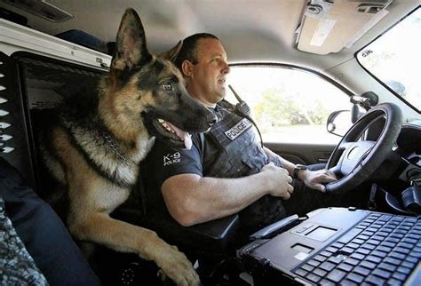 Pictures Of K9 Police Dogs Pets World