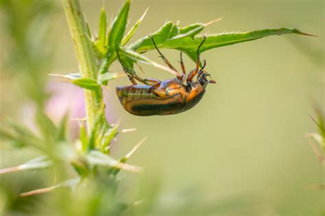 How To Get Rid Of June Bugs In 4 Steps Mymove