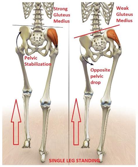Hip lifts/ bridges lie on your back with your knees bent and with your arms flat on the floor on either side of you, press your. GSU Muscles of the hip and thigh Flashcards | Easy Notecards