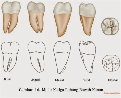 Morfologi Gigi Permanen ~ Dent-ias || notes
