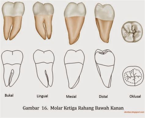 Morfologi Gigi Permanen Dent Ias Notes