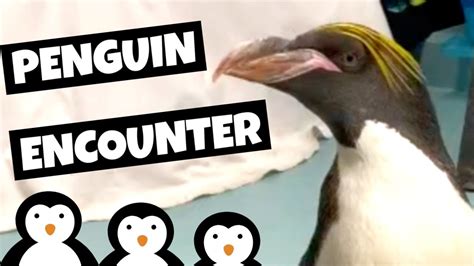 The latest music videos, short movies, tv shows, funny and extreme videos. Penguin Encounter Moody Gardens 2019 - Macaroni Penguins ...
