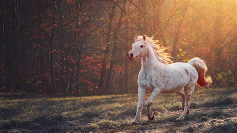 Download Wallpaper Horse Running In The Morning Lights 1366x768