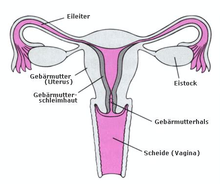 Die brustorgane und bauchorgane arbeiten nicht unabhängig voneinander, sie gehören zu einem organsystem. Interior Design: Bau der geschlechtsorgane frau