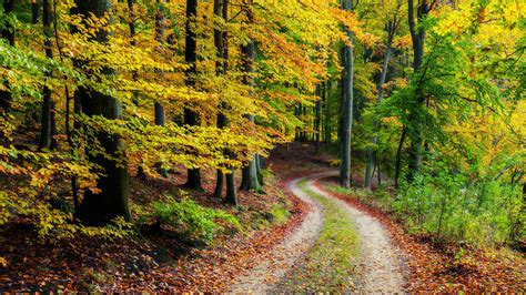 Path With Dry Leaves Between Yellow Green Autumn Leaves Forest