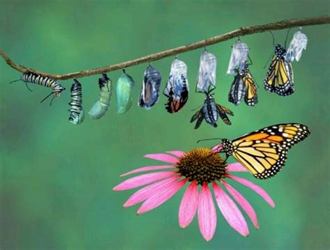 Butterfly Lifespan Butterfly Process Metamorphosis Beautiful