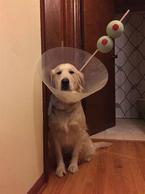 These Photos Of A Dogs Hilarious Cone Of Shame Costumes Will Make
