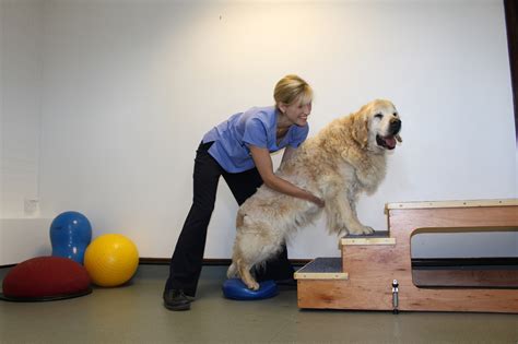 A Veterinary Physiotherapist Davies Therapy And Fitness Centre