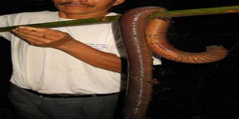 Unidentified Large Bodied Earthworm Found In Ecuador Approximately 15