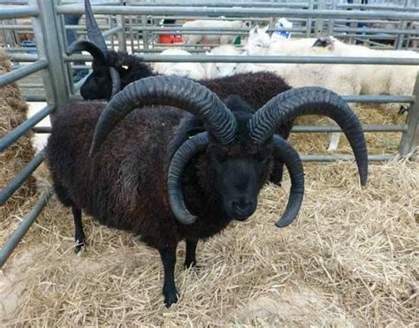 Pin By Dan Koon On Polycerate Sheep Multi Horns Cute Animals Sheep
