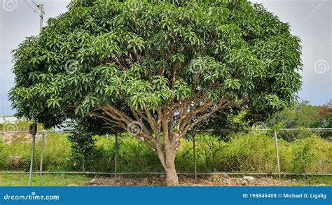 Healthy And Mature Full Grown Mango Tree Stock Photo Image Of Mango