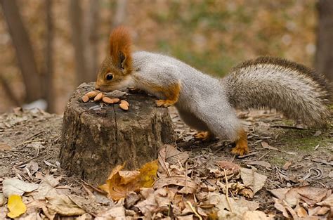 Gray And Brown Squirrel Squirrel Nuts Autumn Leaves Tree Stump Hd