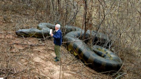 Giant Snake On Earth Worlds Largest Biggest Snake