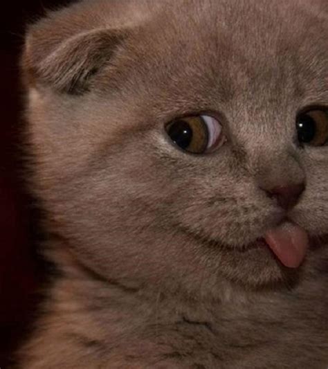 16 Hilarious Pictures Of Cats Making Weird Faces We Love