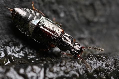 Small Armored Bugs Macro In Photography On Forums