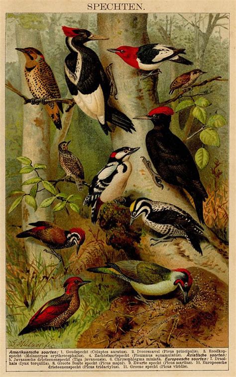 Art And Illustration Vintage Bird Illustration Illustrations Nature