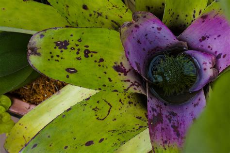 Free Images Nature Leaf Flower Purple Petal Food Green Jungle