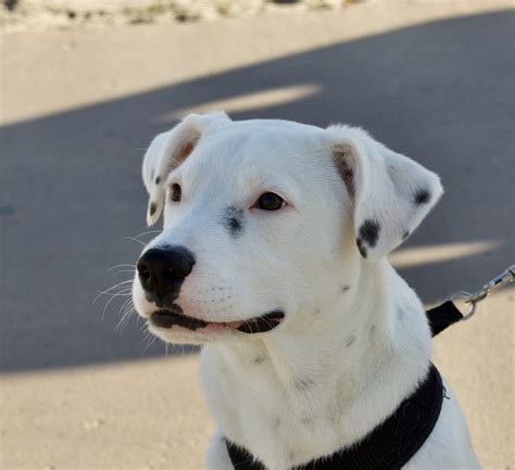 Dog Of The Day Jax The Dalmatian Pit Bull Mix Puppy The Dogs Of San