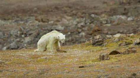 A Crushing Video Of A Starving Polar Bear Forces Viewers To Face