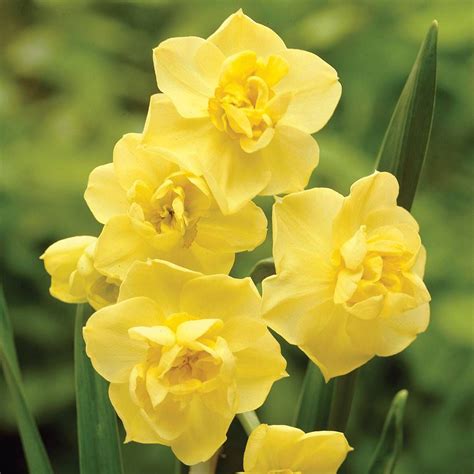 Narcissus Yellow Cheerfulness Thompson And Morgan Daffodil Bulbs