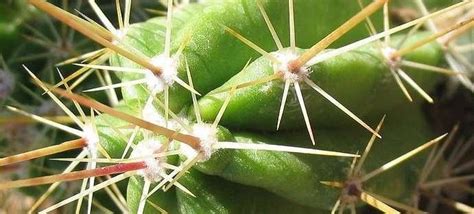 Green strawberry cactus (echinocereus viridiflorus). Alicoche, Banana Cactus, Cob Cactus, Green Strawberry ...