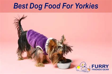 Best Dog Food For Yorkies Top 5 Products Reviewed Here