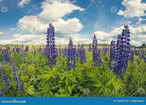 Bright Blooming Purple Flowers Of Lupine Close Up Sunny Day Against
