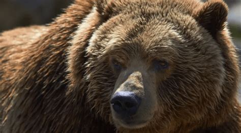 Excursionista Sobrevive Al Ataque De Oso Grizzly Haciéndose El Muerto