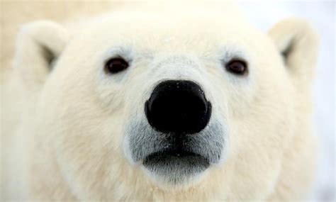 Polar Bear Ocean Treasures Memorial Library