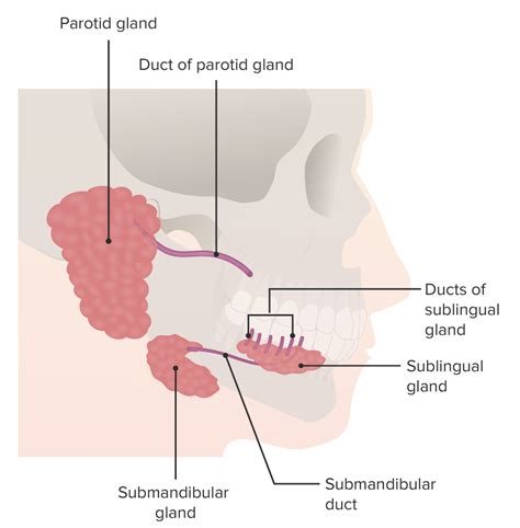 Entupimento Das Glandulas Salivares