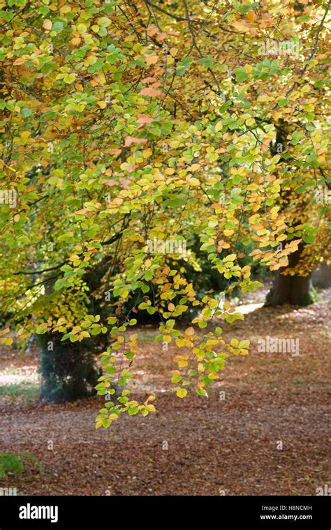 Fagus Sylvatica Beech Wood In Autumn Stock Photo Alamy