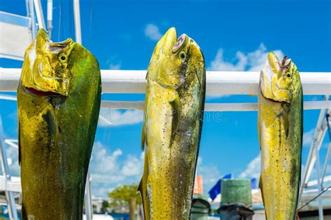 Fresh Dolphin Fish Stock Photo Image Of Florida Food 126650432