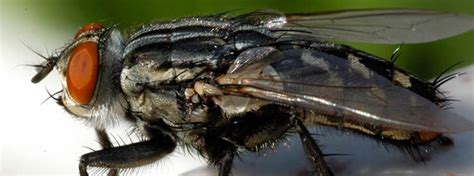 Gb pest management are residential and commercial pest control specialists located in birmingham. Birmingham City Coucil Pest Control - Birmingham Pest ...