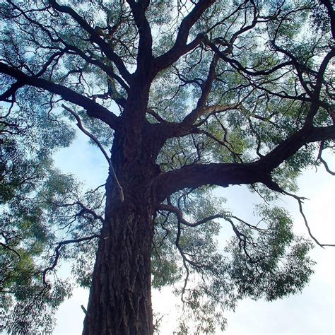 A type of eucalyptus tree that has…. My favourite tree. No, that's not right...one of my ...