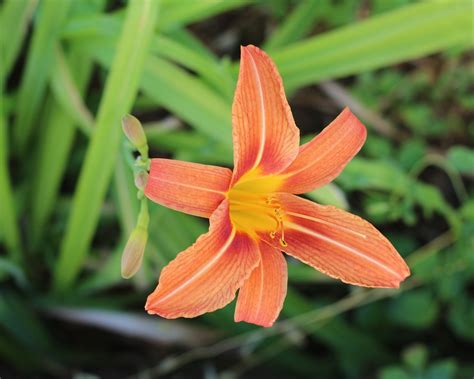 Orange Lily Lilly Flower Free Photo On Pixabay Pixabay