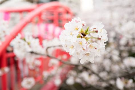 Free Images Tree Branch Flower Petal Bloom Food Spring Produce