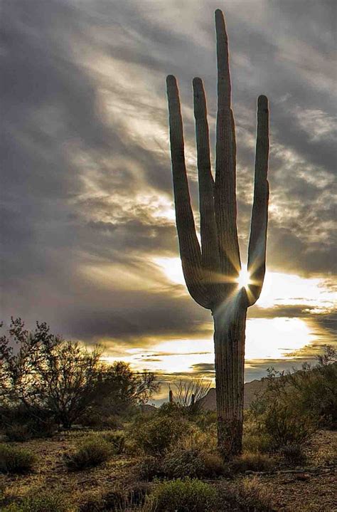 Sonoran Desert Cactus Usa